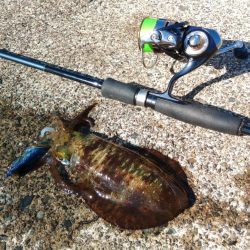 今シーズンラストエギング